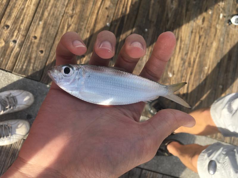 Sardine, Scaled Kenman